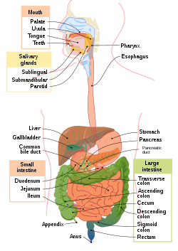 Digestive_system_diagram_en.svg